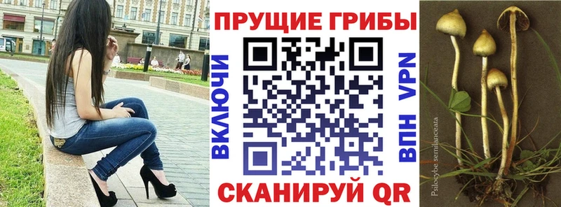 Галлюциногенные грибы Psilocybe  Карабаново 